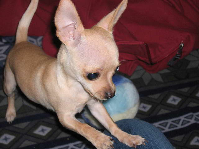 Chihuahua Constipation Symptoms