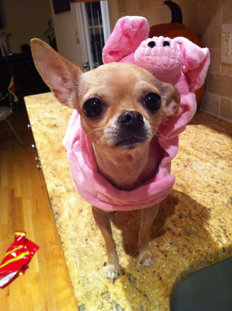Chihuahua Costume
