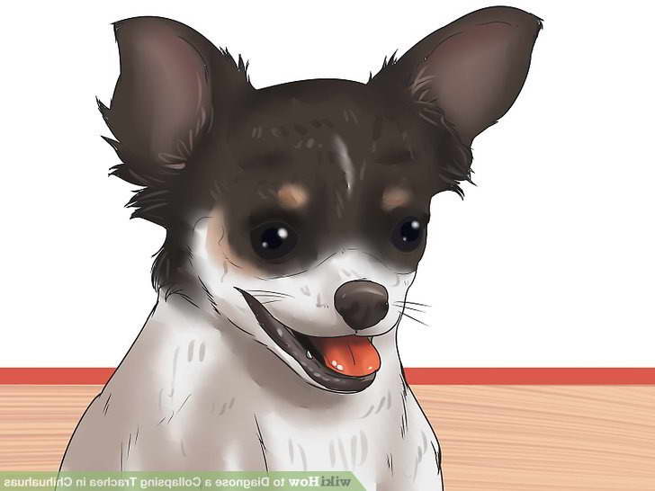Chihuahua Coughing