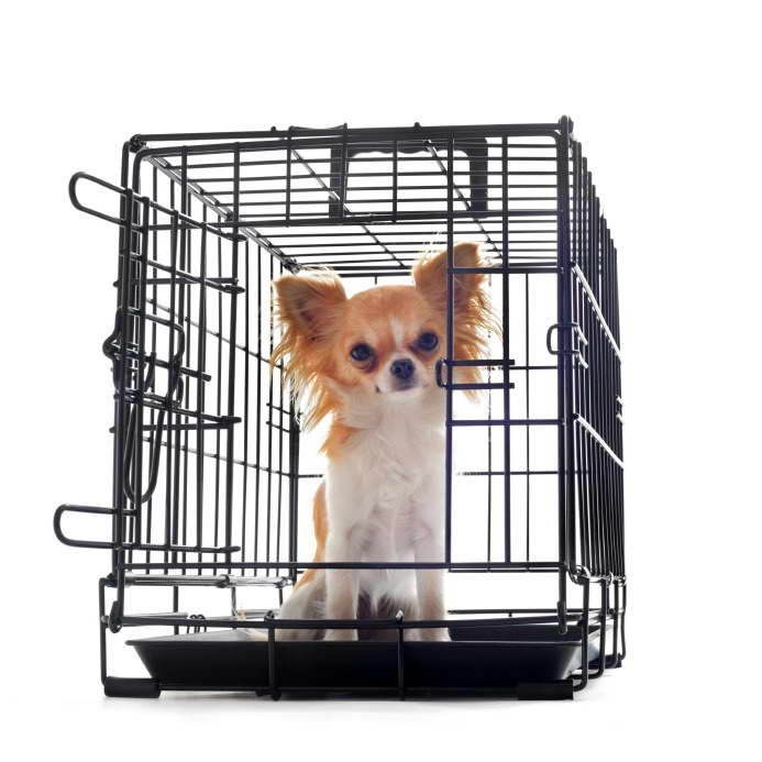 Chihuahua Crate