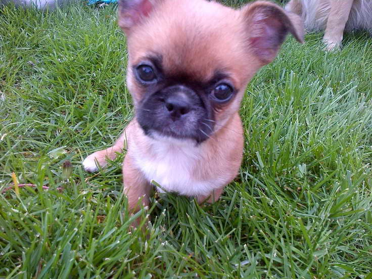 Chihuahua Cross Pekingese Puppies For Sale