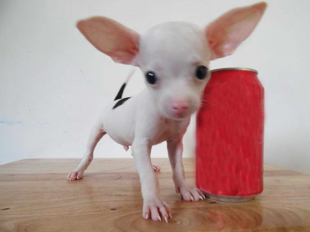 Chihuahua De Bolsillo En Venta