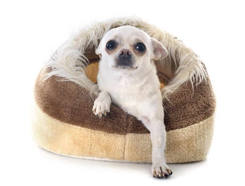 Chihuahua Dog Bed