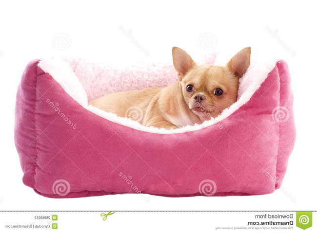Chihuahua Dog Beds
