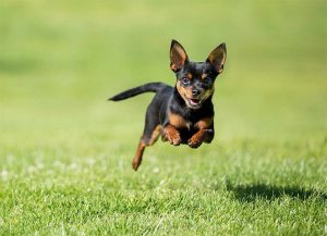 Chihuahua Dog Breed