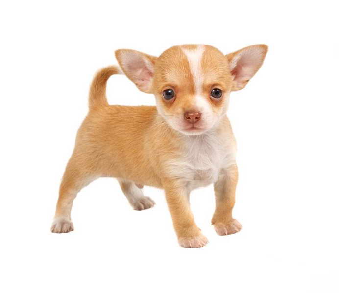 Chihuahua Dog Breeders Near Me