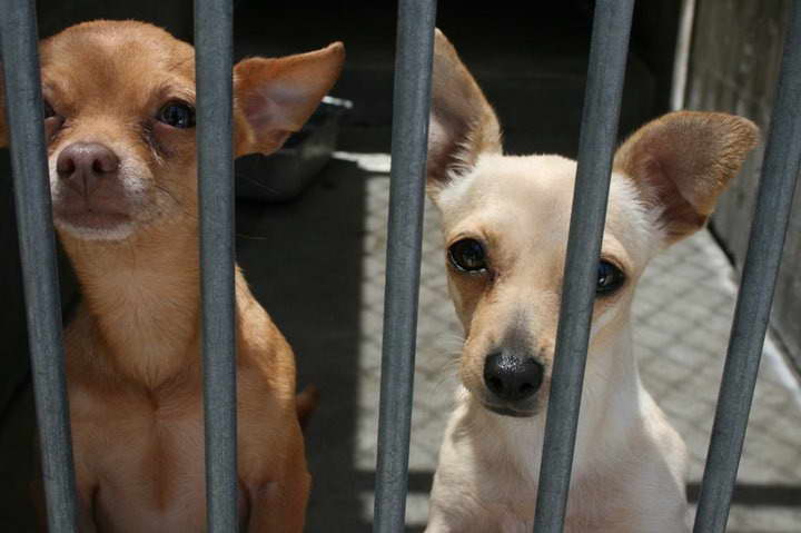 Chihuahua Dog For Adoption
