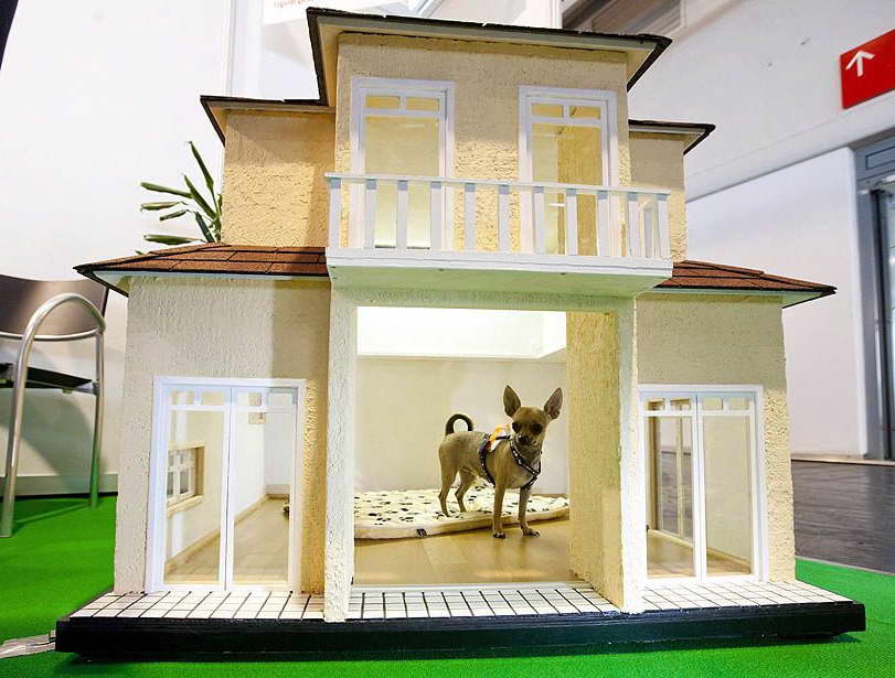Chihuahua Dog Houses