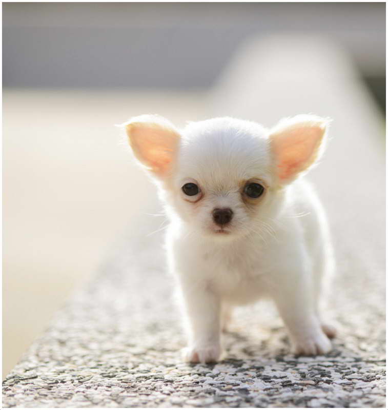 Chihuahua Dog Puppies