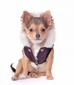 Chihuahua Dog Sweaters