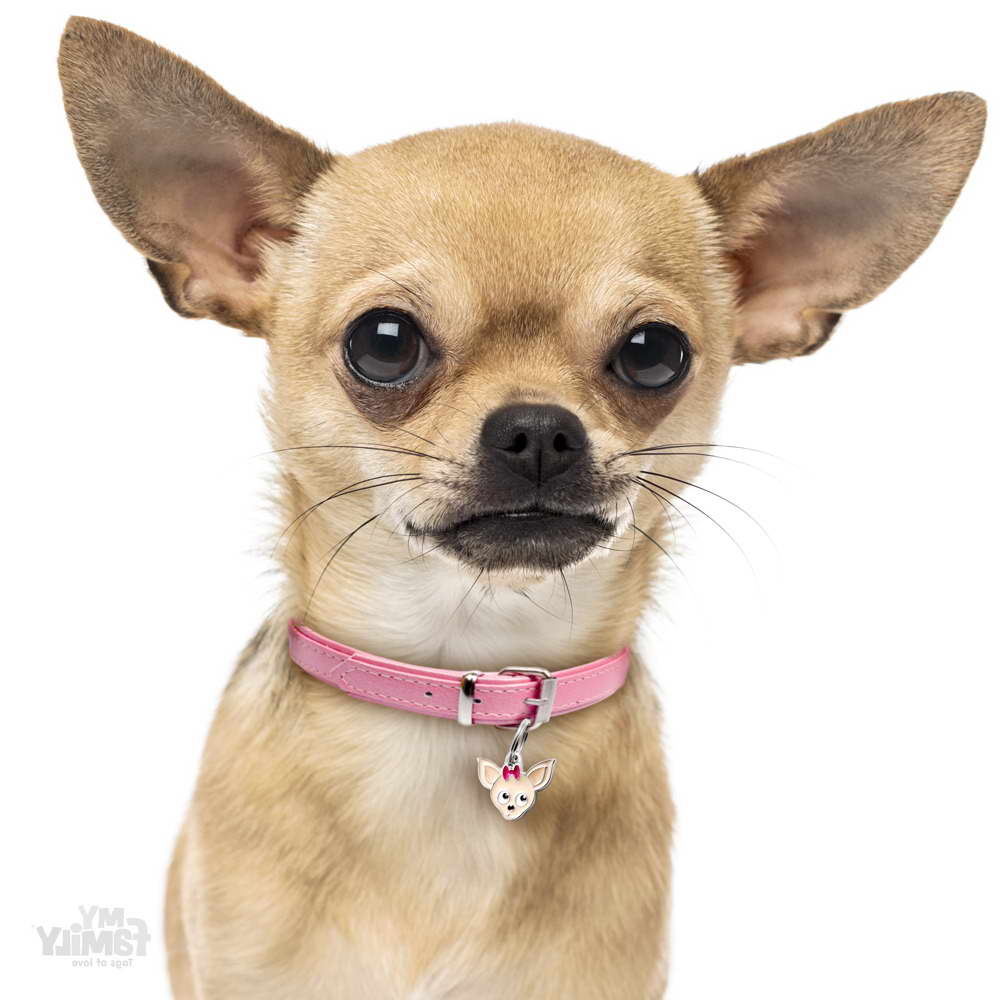 Chihuahua Dog Tags