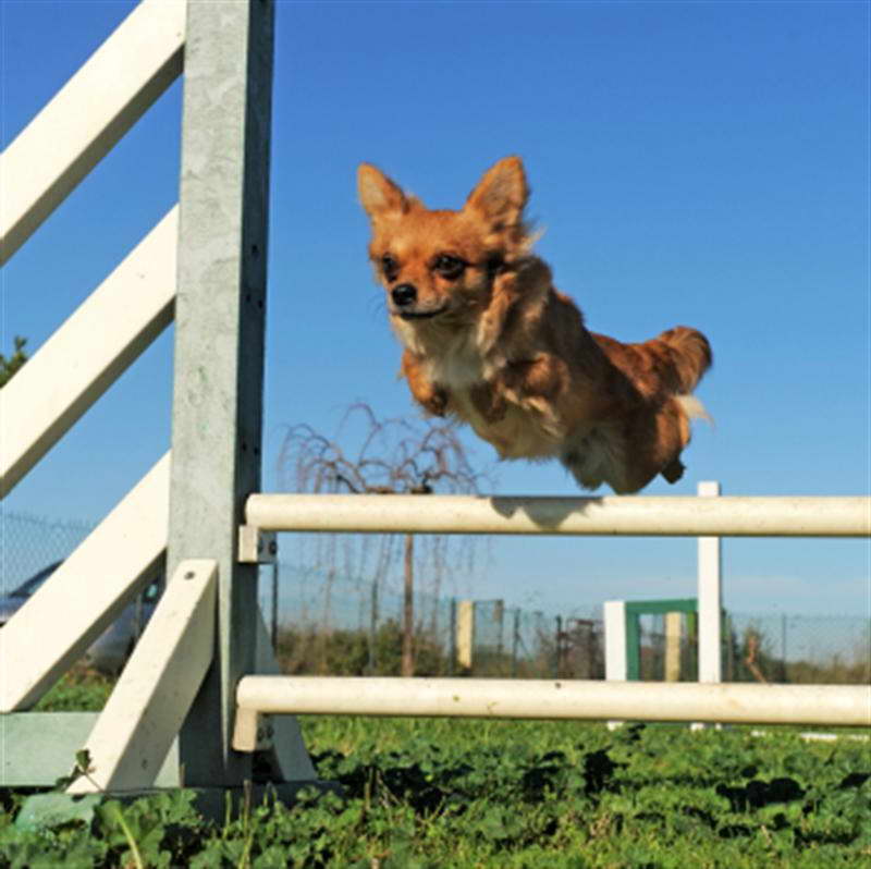 Chihuahua Dog Training