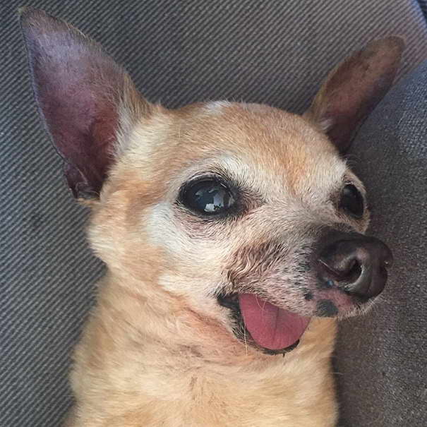 Chihuahua Dogs For Adoption