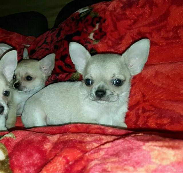 Chihuahua Dogs For Sale