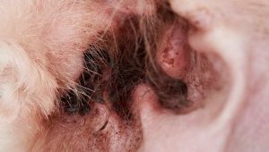 Chihuahua Ear Infections