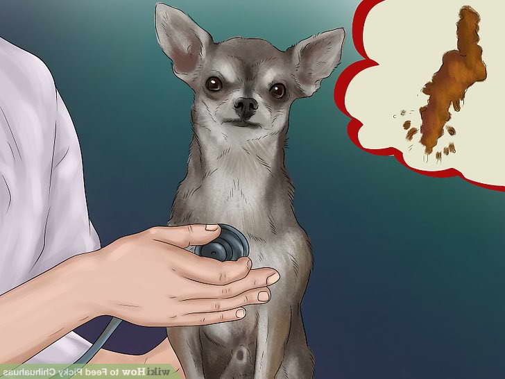 Chihuahua Eating Habits