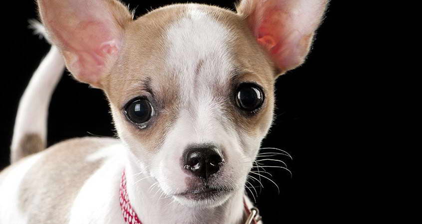 Chihuahua Eye Problems