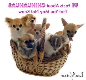 Chihuahua Facts