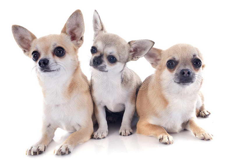 Chihuahua Family