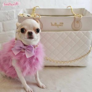 Chihuahua Fashion