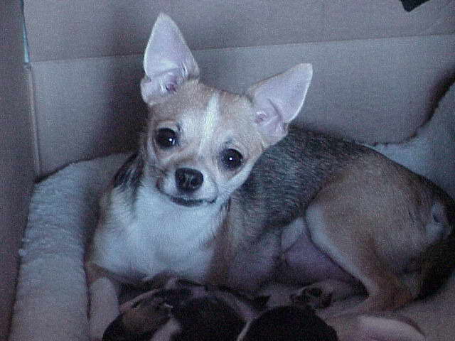 Chihuahua Females For Sale