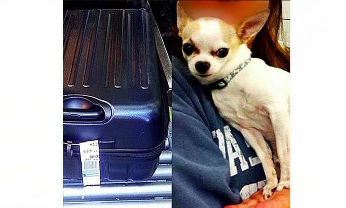 Chihuahua Flights