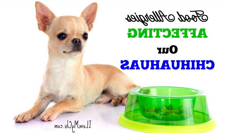 Chihuahua Food Allergies