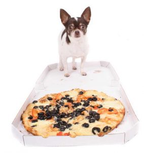 Chihuahua Food Diet