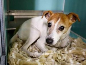 Chihuahua For Adoption Nyc