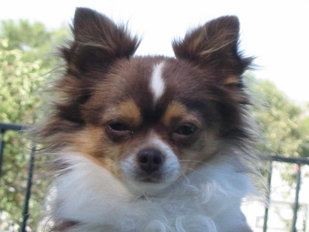 Chihuahua For Adoption