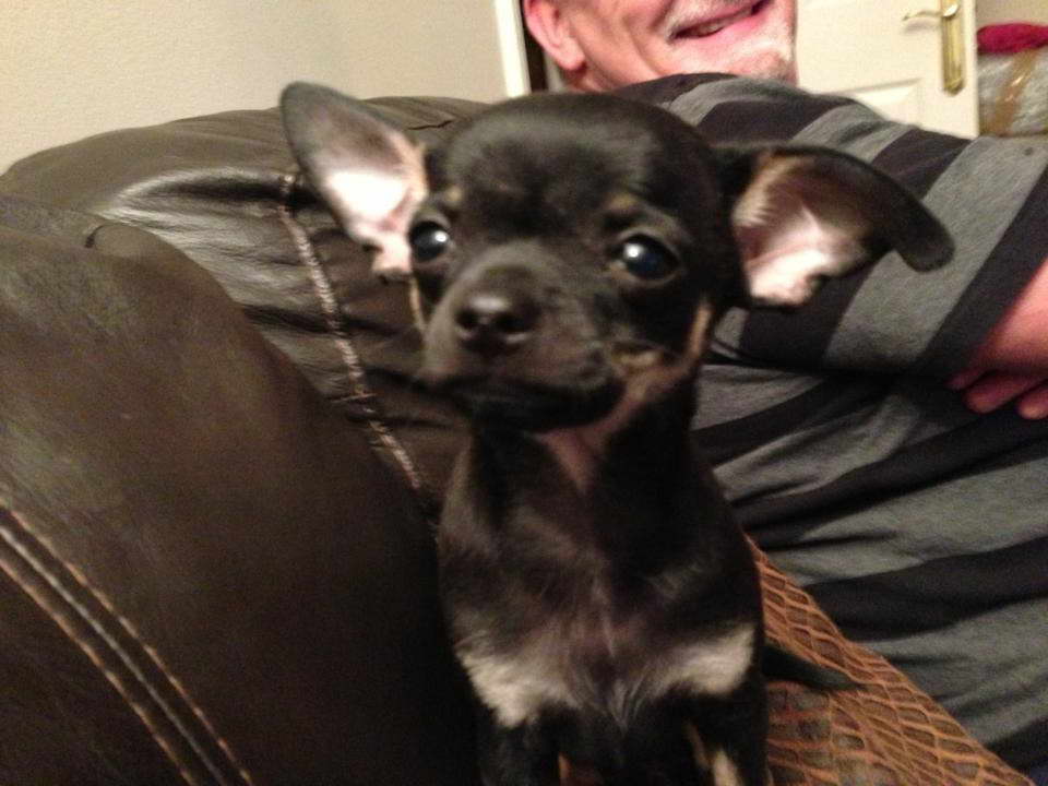 Chihuahua For Sale Denver