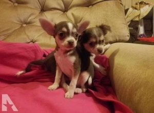 Chihuahua For Sale Illinois