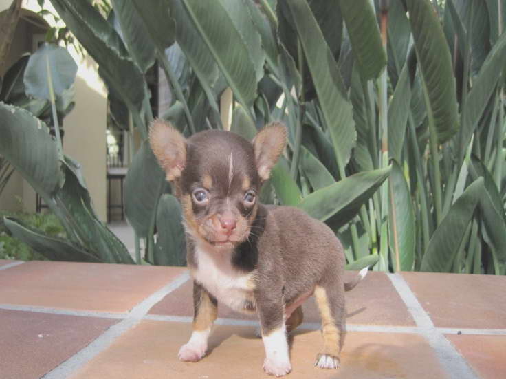 Chihuahua For Sale In Ct