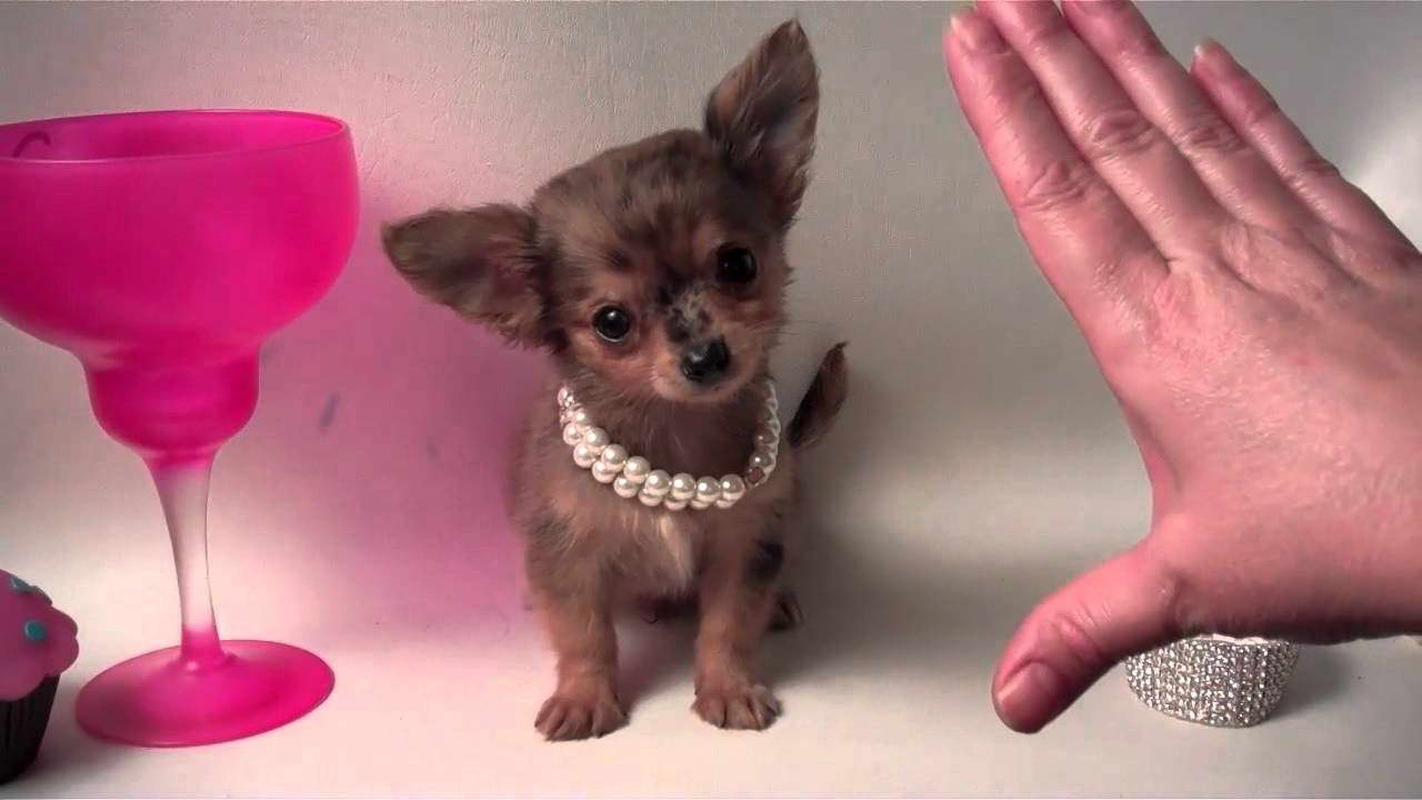 Chihuahua For Sale In Houston Tx