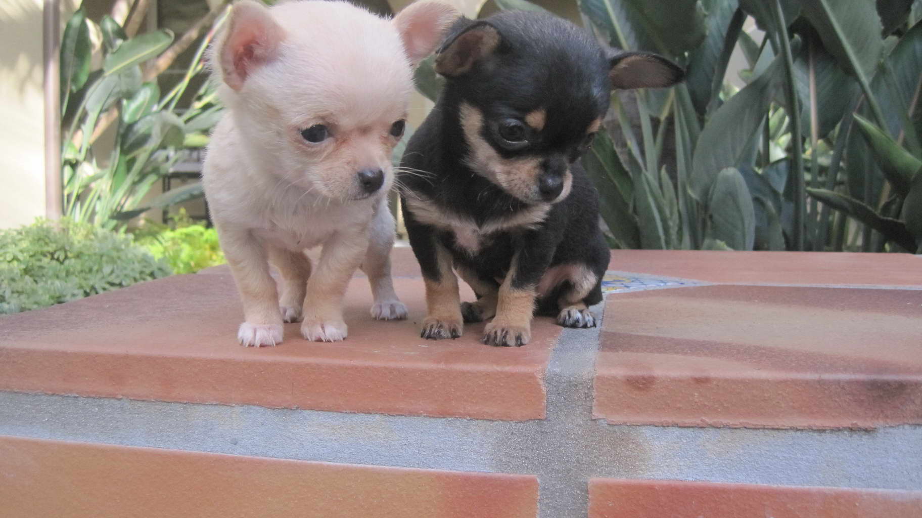 Chihuahua For Sale In Ma