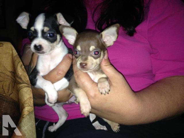 Chihuahua For Sale In Memphis Tn
