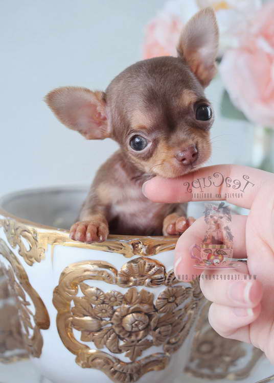 Chihuahua For Sale In Miami