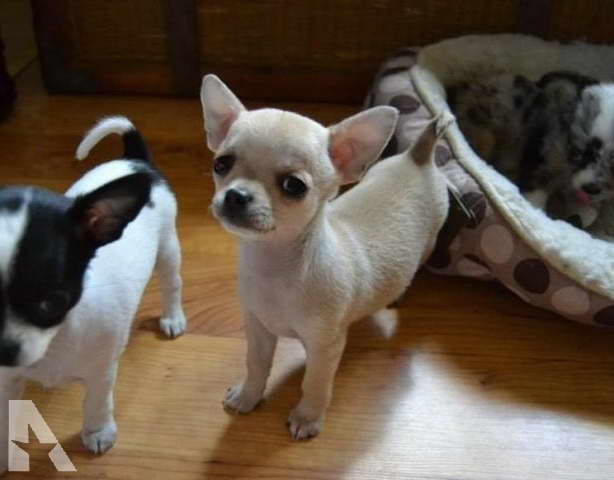 Chihuahua For Sale In Minnesota