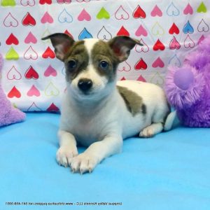 Chihuahua For Sale In Oregon