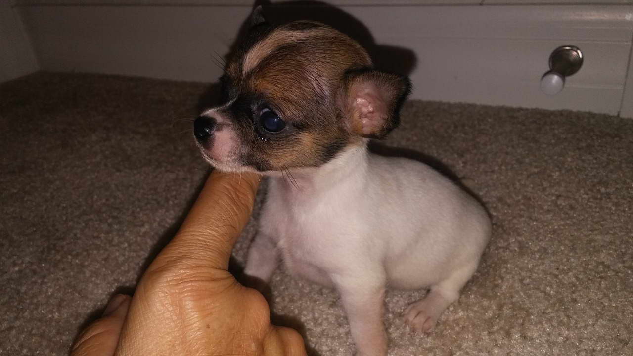 Chihuahua For Sale In Orlando