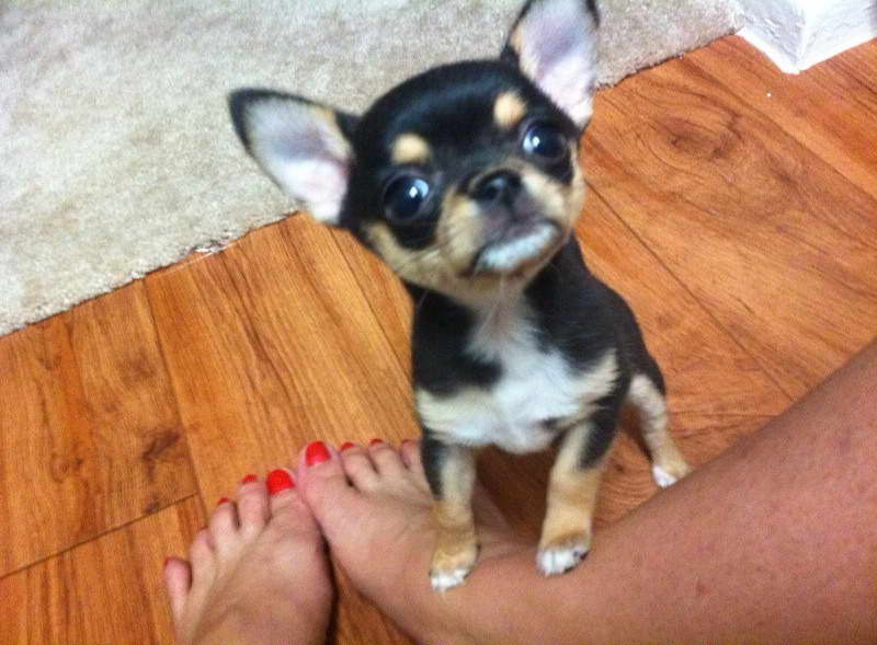 Chihuahua For Sale In San Antonio