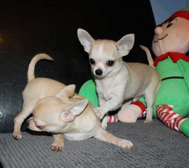Chihuahua For Sale Kansas City
