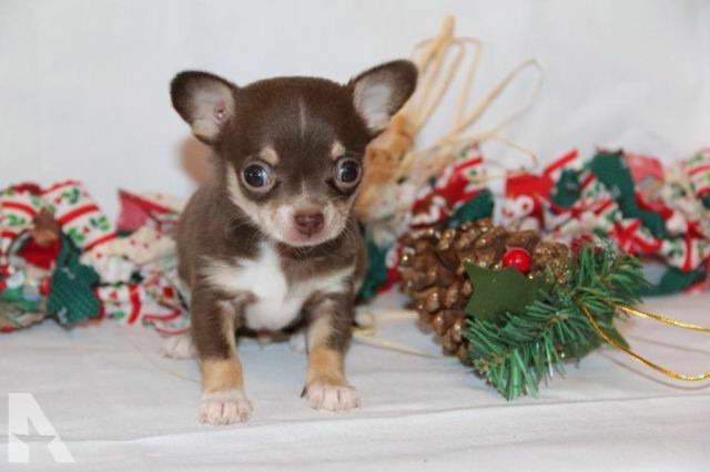 Chihuahua For Sale Michigan