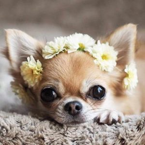 Chihuahua For Sale Nj