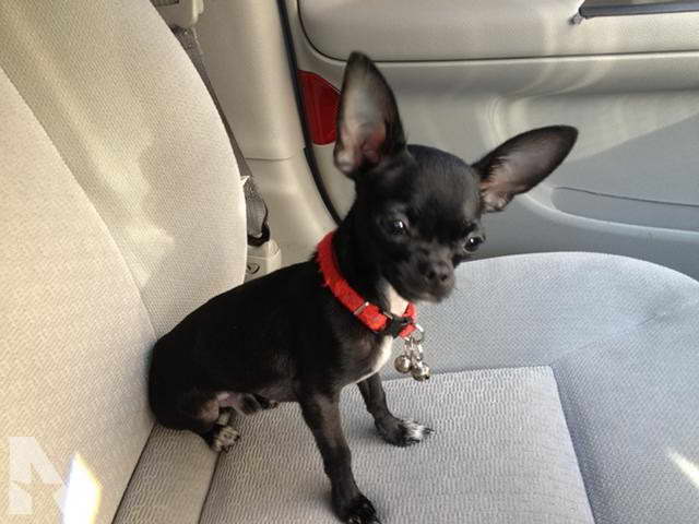 Chihuahua For Sale Phoenix Az