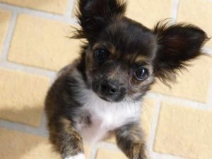 Chihuahua For Sale Pittsburgh