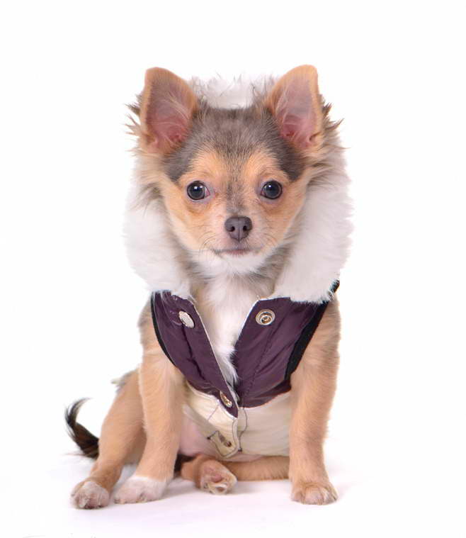 Chihuahua Fur Coat