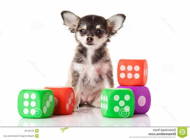 Chihuahua Games Free