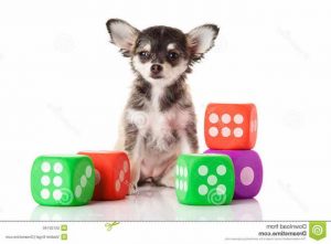 Chihuahua Games Free