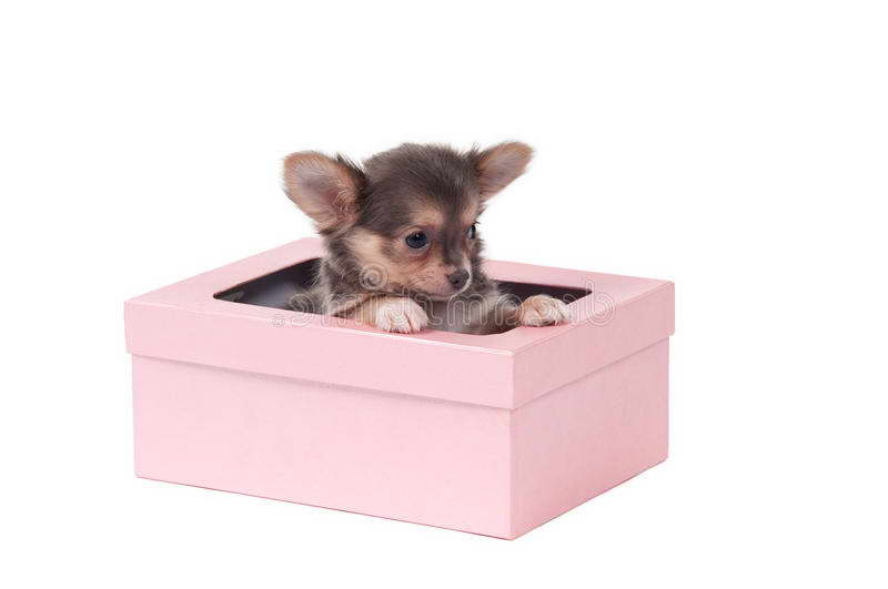 Chihuahua Gift